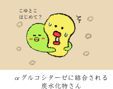 αグルコシターゼによる結合 αグルコシターゼによる結合
