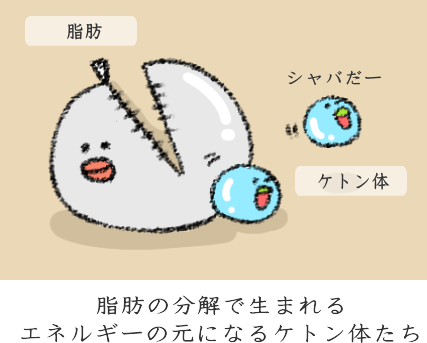 ケトン体の体内での働き< ケトン体の体内での働き<