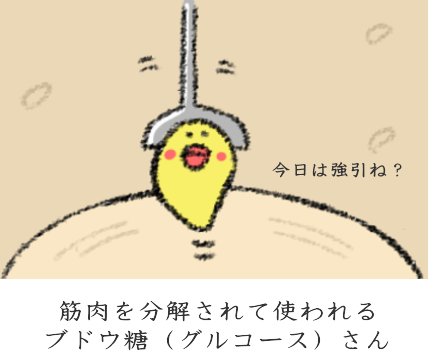 ダイエットによる筋肉分解の図 ダイエットによる筋肉分解の図