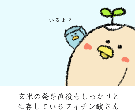 発芽直後にも存在するフィチン酸 発芽直後にも存在するフィチン酸