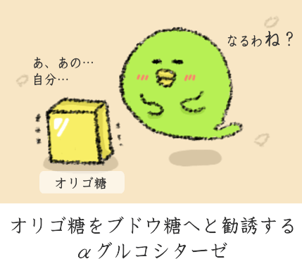 オリゴ糖の分解 オリゴ糖の分解