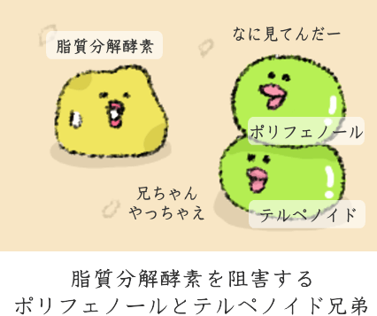 脂肪の蓄積を緩やかにする 脂肪の蓄積を緩やかにする
