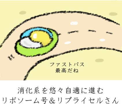 リポソームビタミンCの摂取後 リポソームビタミンCの摂取後