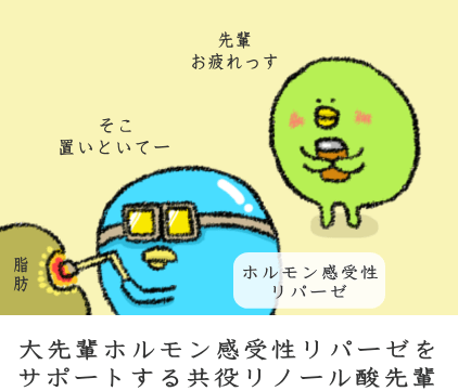 体内での脂肪蓄積を妨げる可能性 体内での脂肪蓄積を妨げる可能性