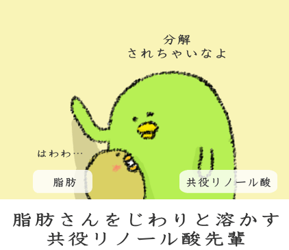 共役リノール酸に期待される脂肪燃焼効果 共役リノール酸に期待される脂肪燃焼効果