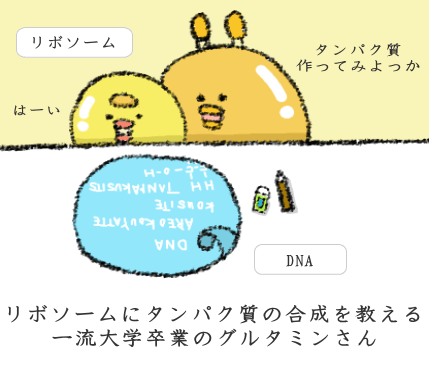 タンパク質を合成するお手伝い タンパク質を合成するお手伝い