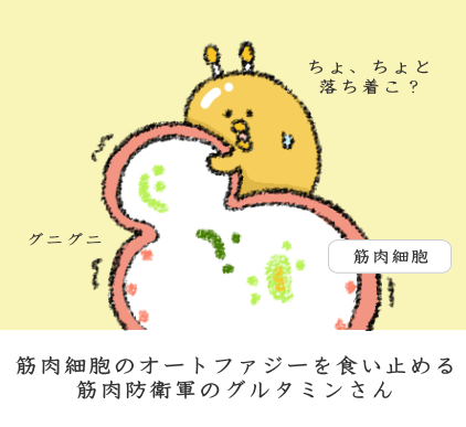 オートファジーを阻害 オートファジーを阻害