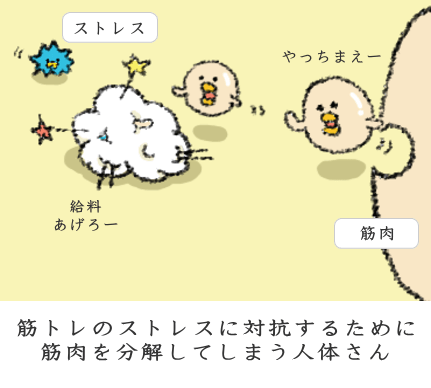 体は筋肉を分解してしまう 体は筋肉を分解してしまう