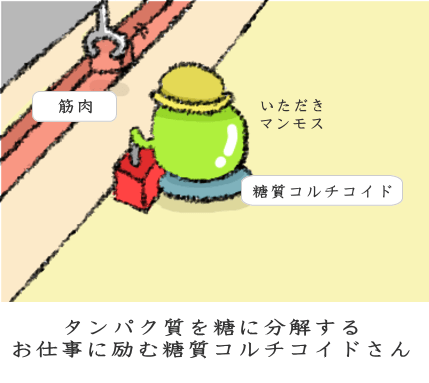 タンパク質を糖に変えて血糖値を上げる タンパク質を糖に変えて血糖値を上げる