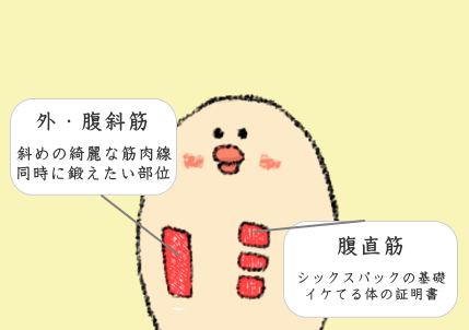腹直筋 腹直筋