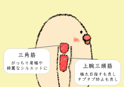 (腕・肩)上腕三頭筋・三角筋 (腕・肩)上腕三頭筋・三角筋