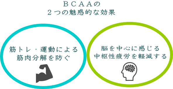 BCAAの最大の特徴 BCAAの最大の特徴