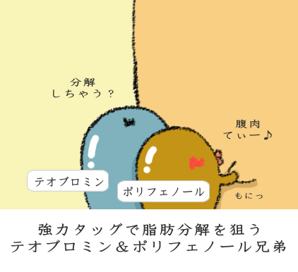 強力タッグで脂肪分解を狙うテオブロミン&ポリフェノール兄弟 強力タッグで脂肪分解を狙うテオブロミン&ポリフェノール兄弟
