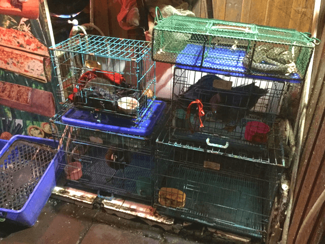 鳳凰のご飯屋の動物たち 鳳凰のご飯屋の動物たち