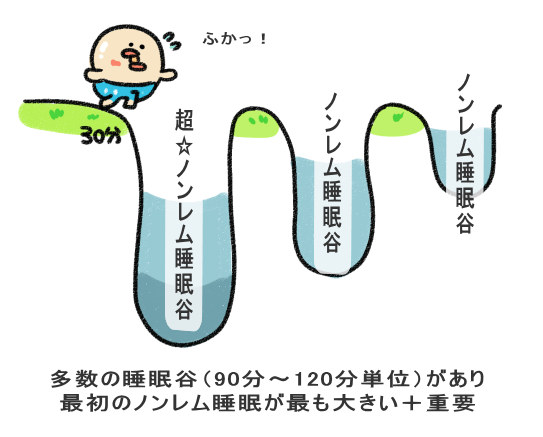 多数の睡眠谷（90分～120分単位）があり 最初のノンレム睡眠が最も大きい＋重要