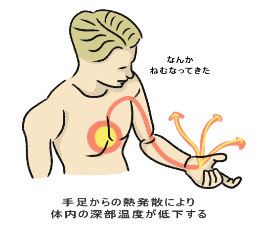 手足からの熱発散により 体内の深部温度が低下する