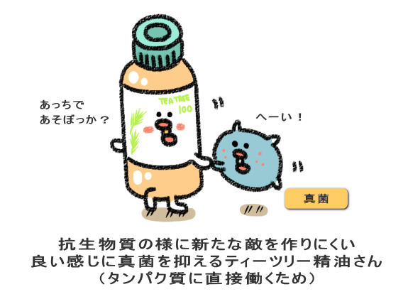 抗生物質の様に新たな敵を作りにくい 良い感じに真菌を抑えるティーツリー精油さん (タンパク質に直接働くため)