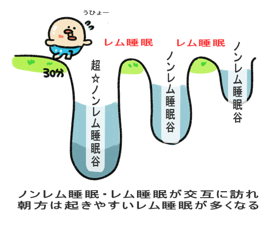 レム睡眠・ノンレム睡眠の図