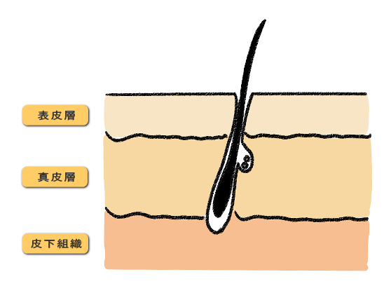 表皮・真皮・皮下組織
