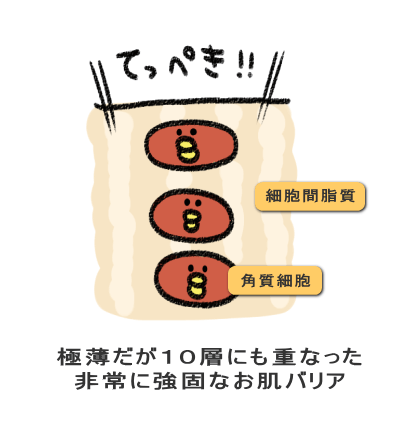 極薄だが10層にも重なった 非常に強固なお肌バリア
