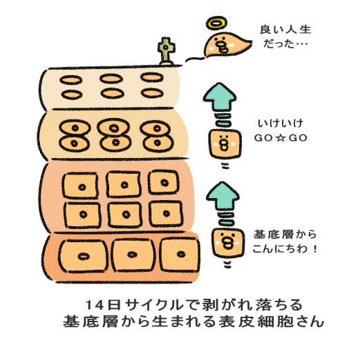 14日サイクルで剥がれ落ちる 基底層から生まれる表皮細胞さん