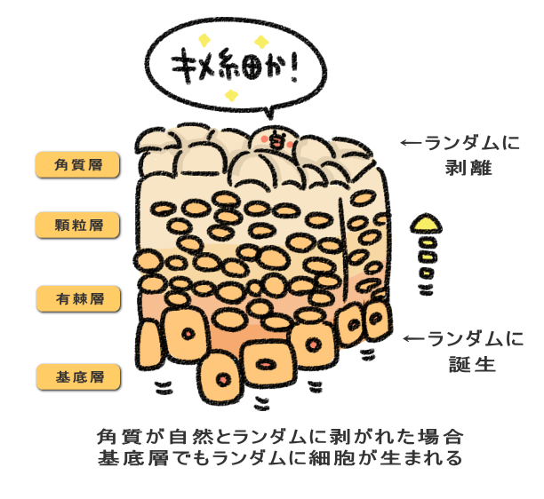 角質が自然とランダムに剥がれた場合 基底層でもランダムに細胞が生まれる