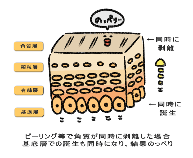 ピーリング等で角質が同時に剥離した場合 基底層での誕生も同時になり、結果のっぺり