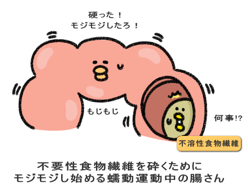 不要性食物繊維を砕くために モジモジし始める蠕動運動中の腸さん