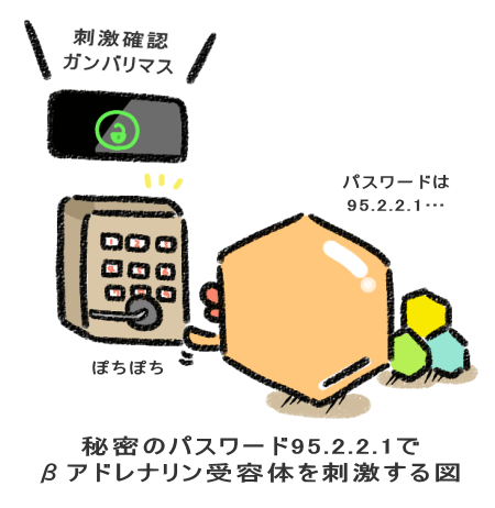 秘密のパスワード95.2.2.1で βアドレナリン受容体を刺激する図