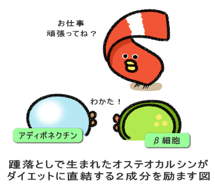 踵落としで生まれたオステオカルシンが ダイエットに直結する2成分を励ます図