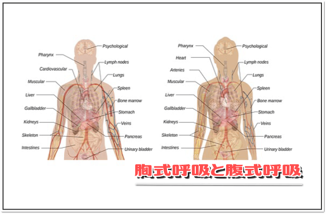 胸式呼吸と腹式呼吸