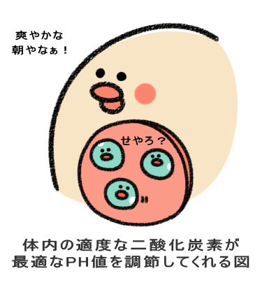 体内の適度な二酸化炭素が 最適なPH値を調節してくれる図