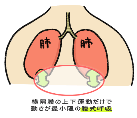 横隔膜の上下運動だけで 動きが最小限の腹式呼吸