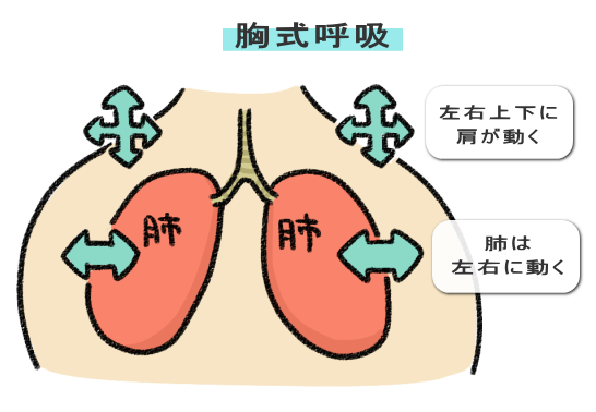 胸式呼吸