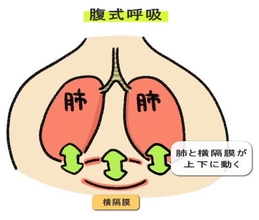 腹式呼吸