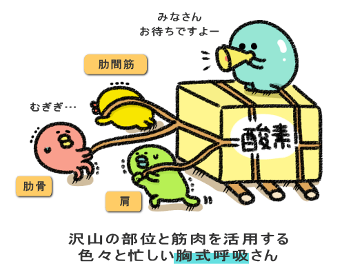 沢山の部位と筋肉を活用する 色々と忙しい胸式呼吸さん