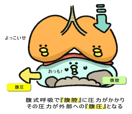 腹式呼吸で『腹腔』に圧力がかかり その圧力が外部への『腹圧』となる