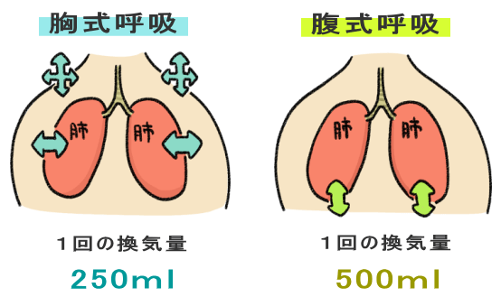 腹式呼吸と胸式呼吸の換気量の違い