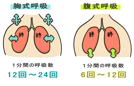 胸式呼吸と腹式呼吸の呼吸回数の差