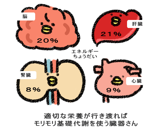 血流改善による、代謝促進効果