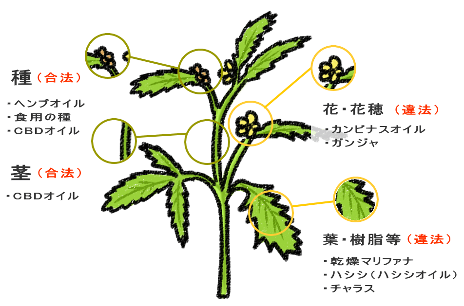 大麻の場所ごとの用途と違法性