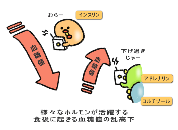 様々なホルモンが活躍する 食後に起きる血糖値の乱高下