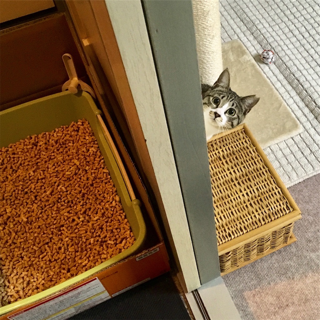 f:id:nekoyameshi:20220410075554j:image f:id:nekoyameshi:20220410075554j:image