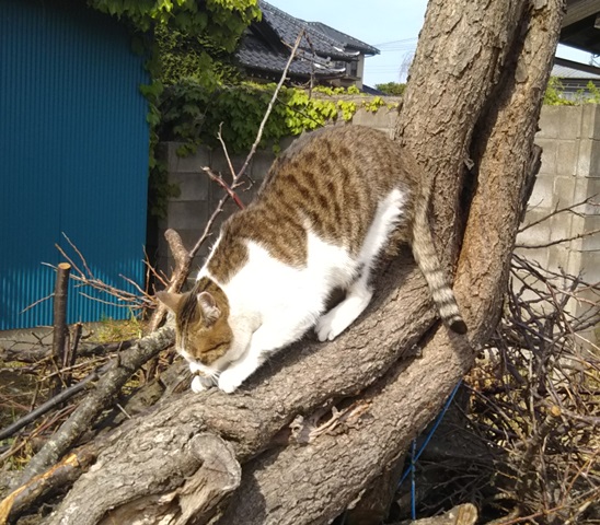 f:id:nekoyanookami:20190507222009j:plain