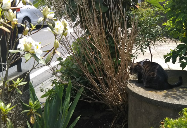 f:id:nekoyanookami:20190529154359j:plain