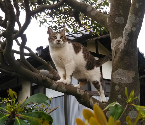 f:id:nekoyanookami:20190529155519j:plain