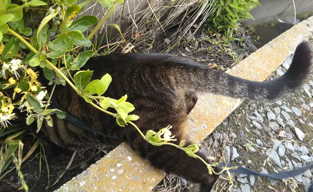 f:id:nekoyanookami:20190529161211j:plain