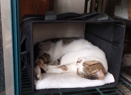 f:id:nekoyanookami:20190623153009j:plain