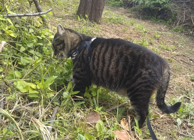 f:id:nekoyanookami:20190627145839j:plain