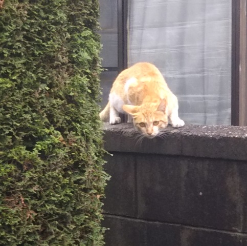 f:id:nekoyanookami:20190630173237j:plain